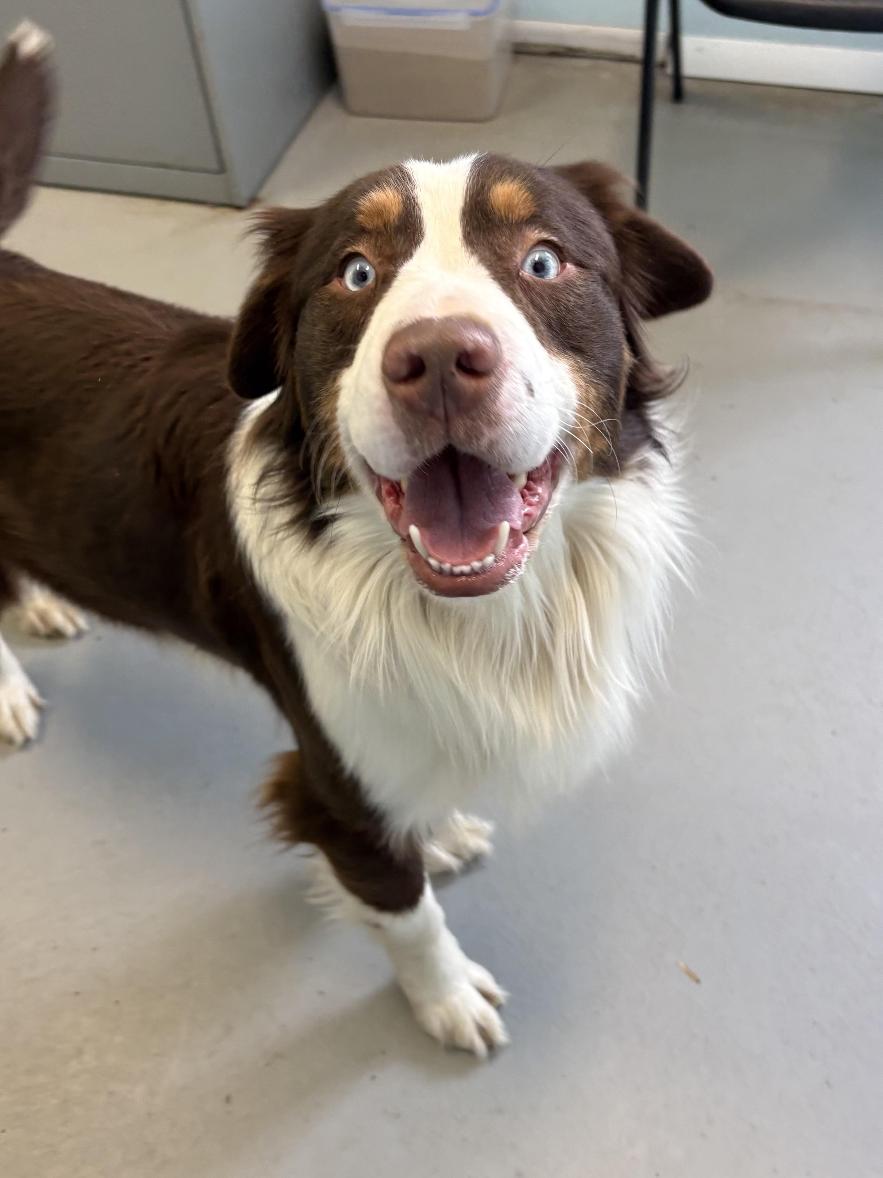 Enlarge Igor, a ADOPTABLE Mixed Breed in Big Rapids, MI image 2/2