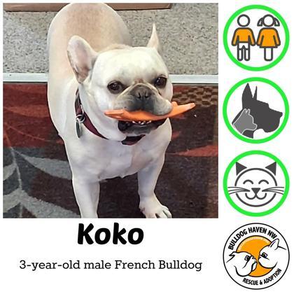 KOKO - pending, adopted, Adult Male French Bulldog.