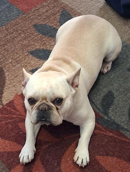 Enlarge KOKO - pending, an adopted French Bulldog in Bonney Lake, WA image 3/3