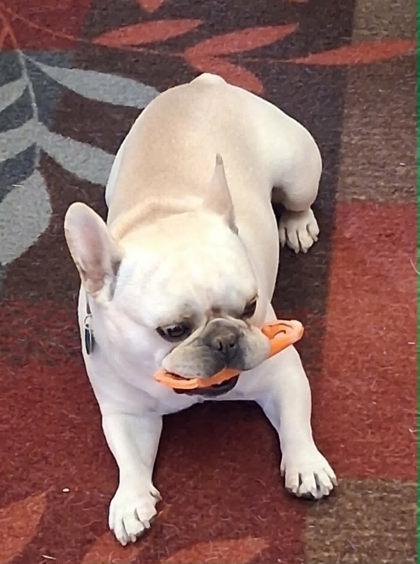 Enlarge KOKO - pending, an adopted French Bulldog in Bonney Lake, WA image 2/3