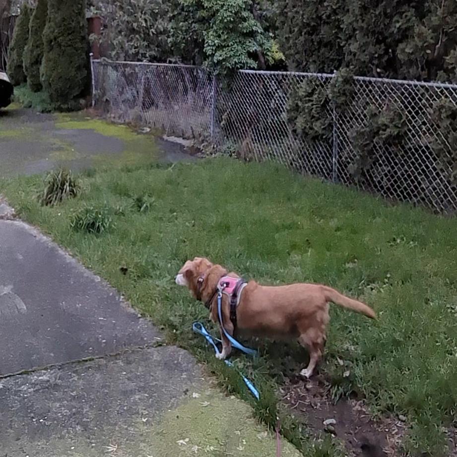 Enlarge Ladybug, a Adoptable mixed breed in Corvallis, OR image 1/3
