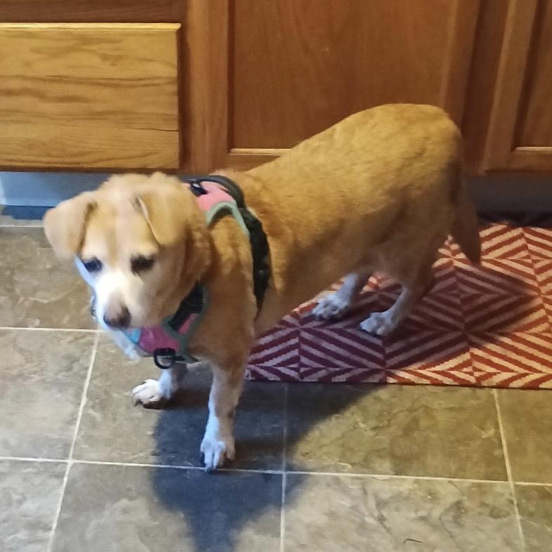 Enlarge Ladybug, a Adoptable mixed breed in Corvallis, OR image 2/3