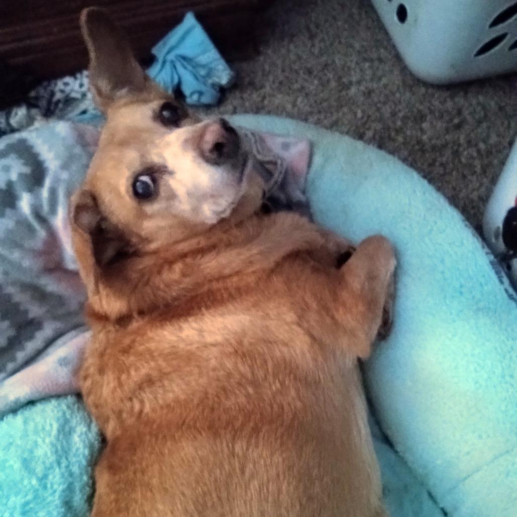 Enlarge Ladybug, a Adoptable mixed breed in Corvallis, OR image 3/3