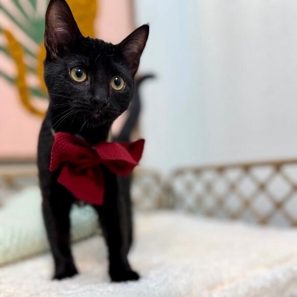 Umbreon Pokemon — thumbnail 3