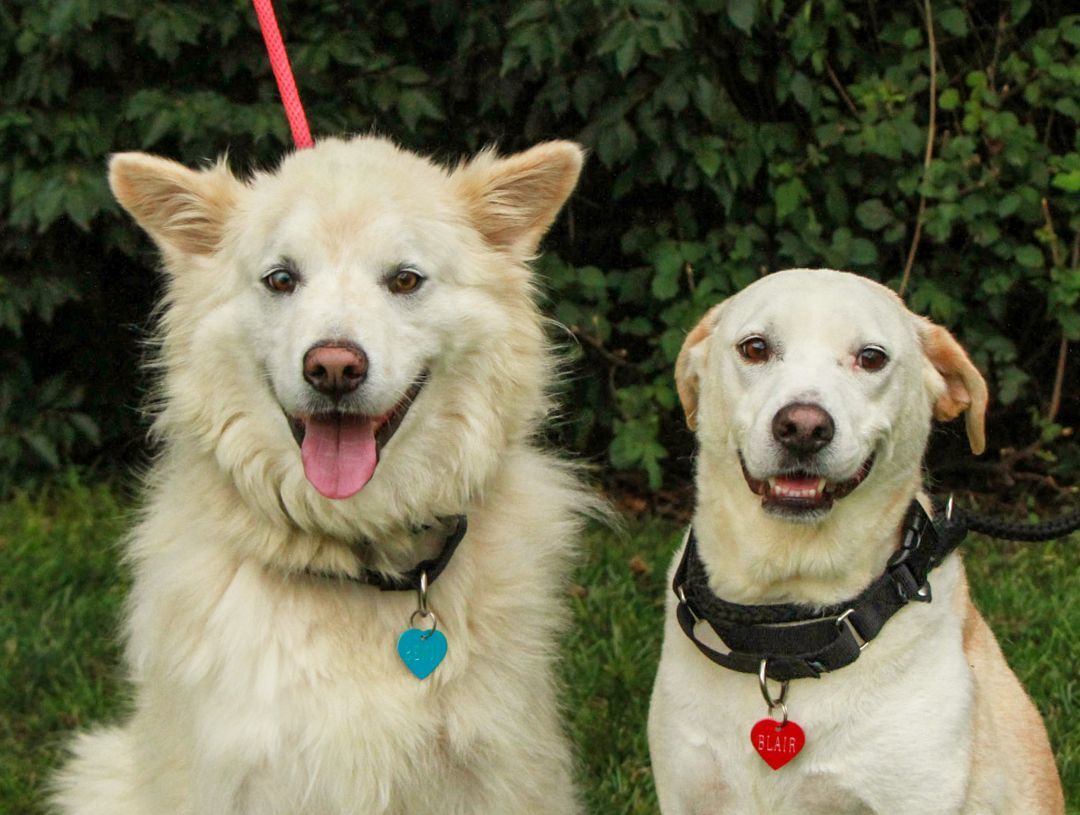 Dog for adoption Benji & Blair, a Great Pyrenees & Husky Mix in