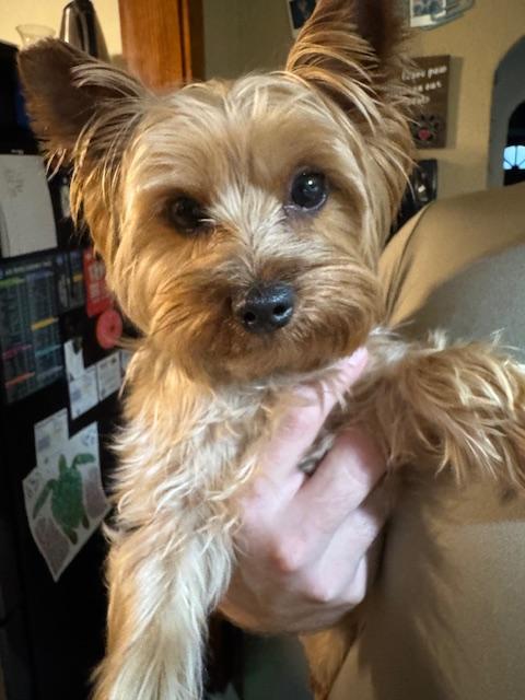 Enlarge Albert, a Adopted Yorkshire Terrier in Baton Rouge, LA image 2/6