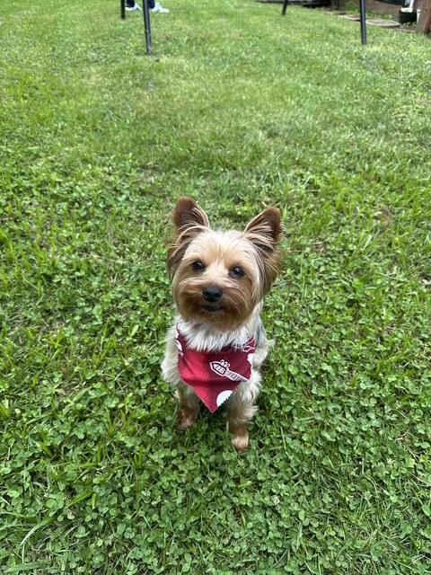 Enlarge Albert, a Adopted Yorkshire Terrier in Baton Rouge, LA image 1/6