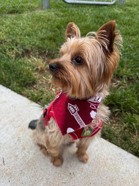 Enlarge Albert, a Adopted Yorkshire Terrier in Baton Rouge, LA image 3/6