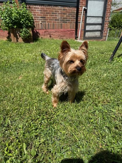 Enlarge Albert, a Adopted Yorkshire Terrier in Baton Rouge, LA image 4/6