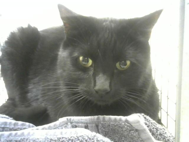 Enlarge BAXTER, a Adoptable Domestic Short Hair in Loveland, CO image 1/1