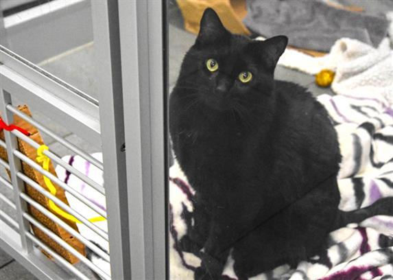 BAXTER, Adoptable, Senior Male Domestic Short Hair.