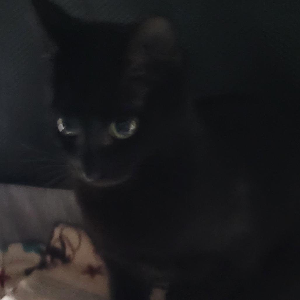 Clover, a Adoptable Domestic Short Hair in Chattanooga, TN image 1/3