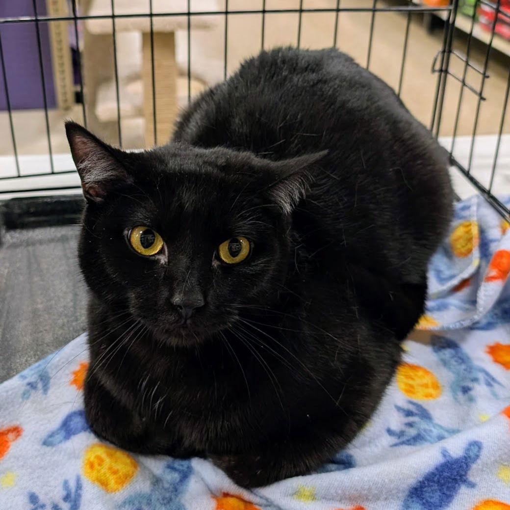 Pluto, Adoptable, Adult Male Domestic Short Hair.