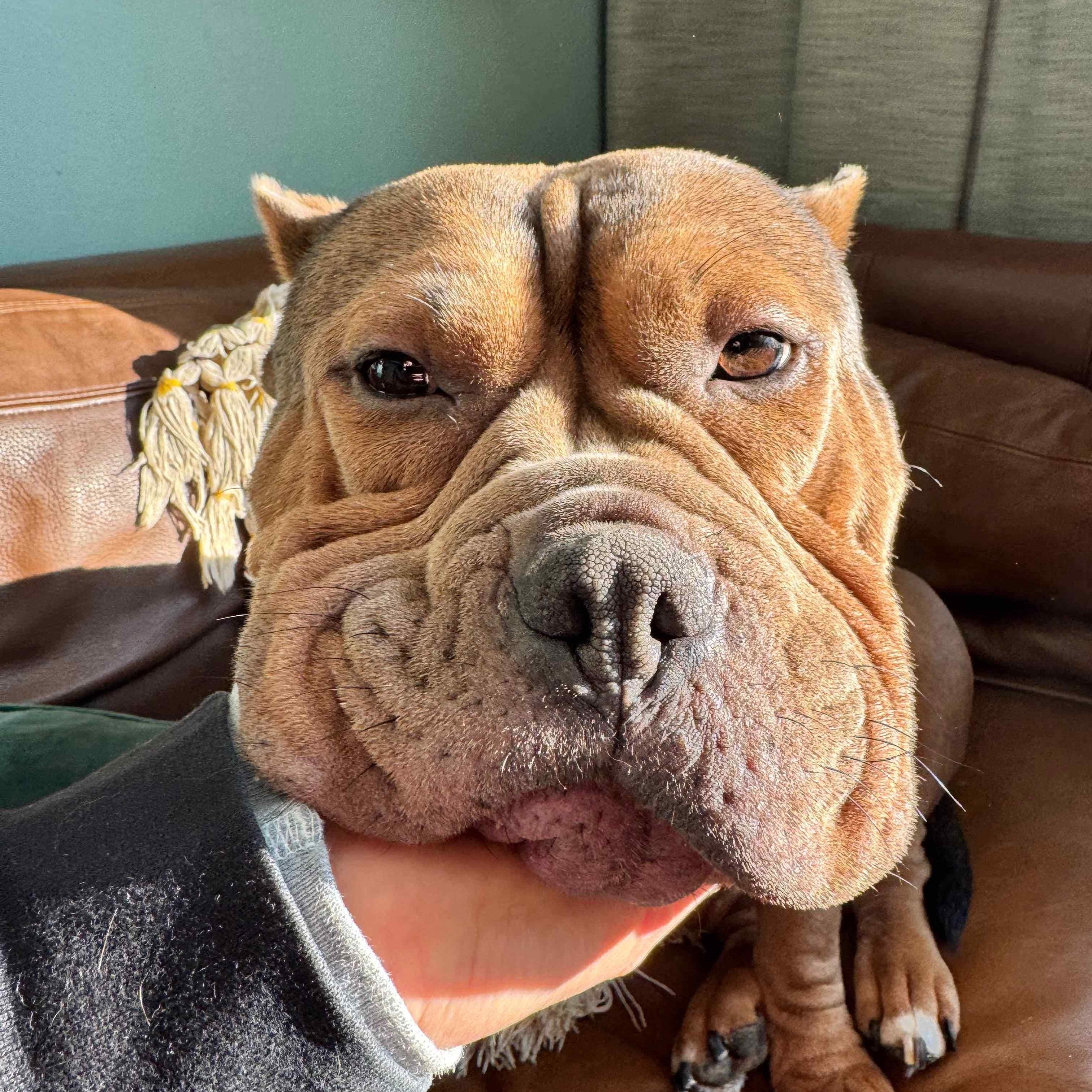 Oscita, adopted, Adult Female American Bully.