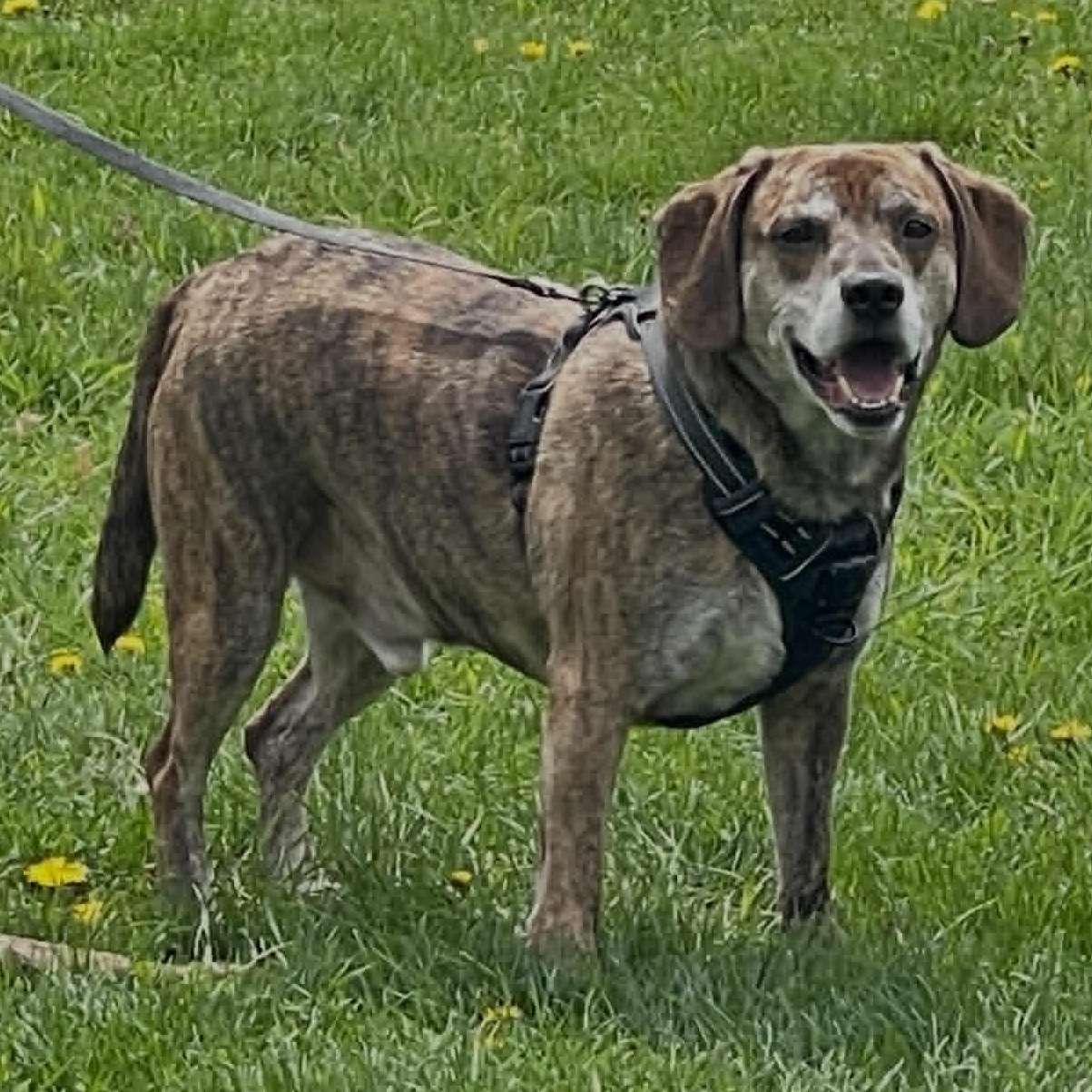 Boomer, an adoptable mixed breed in Chatham, ON image 1/6