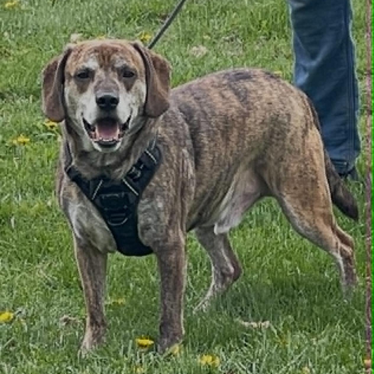 Boomer, an adoptable mixed breed in Chatham, ON image 2/6