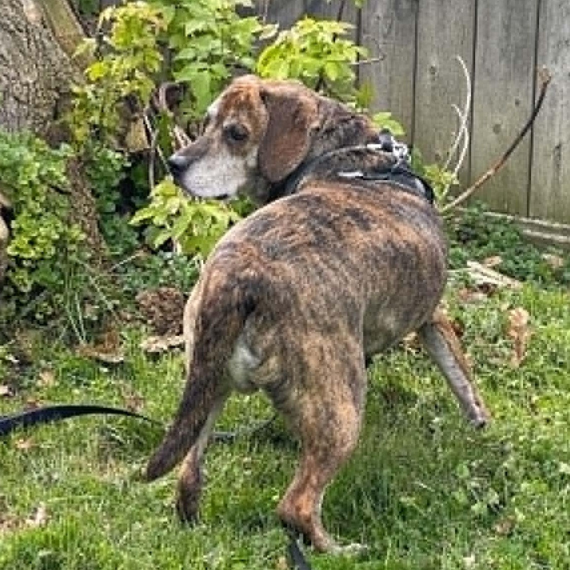 Boomer, an adoptable mixed breed in Chatham, ON image 6/6