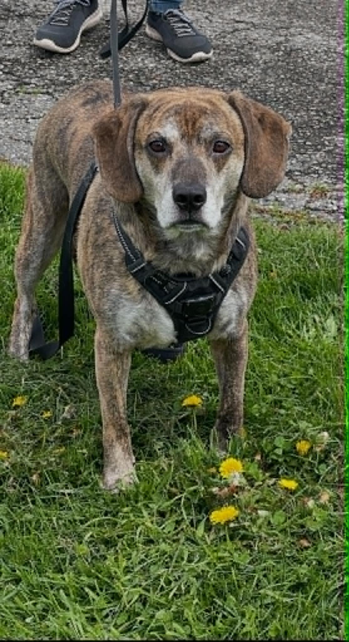 Boomer, an adoptable mixed breed in Chatham, ON image 5/6