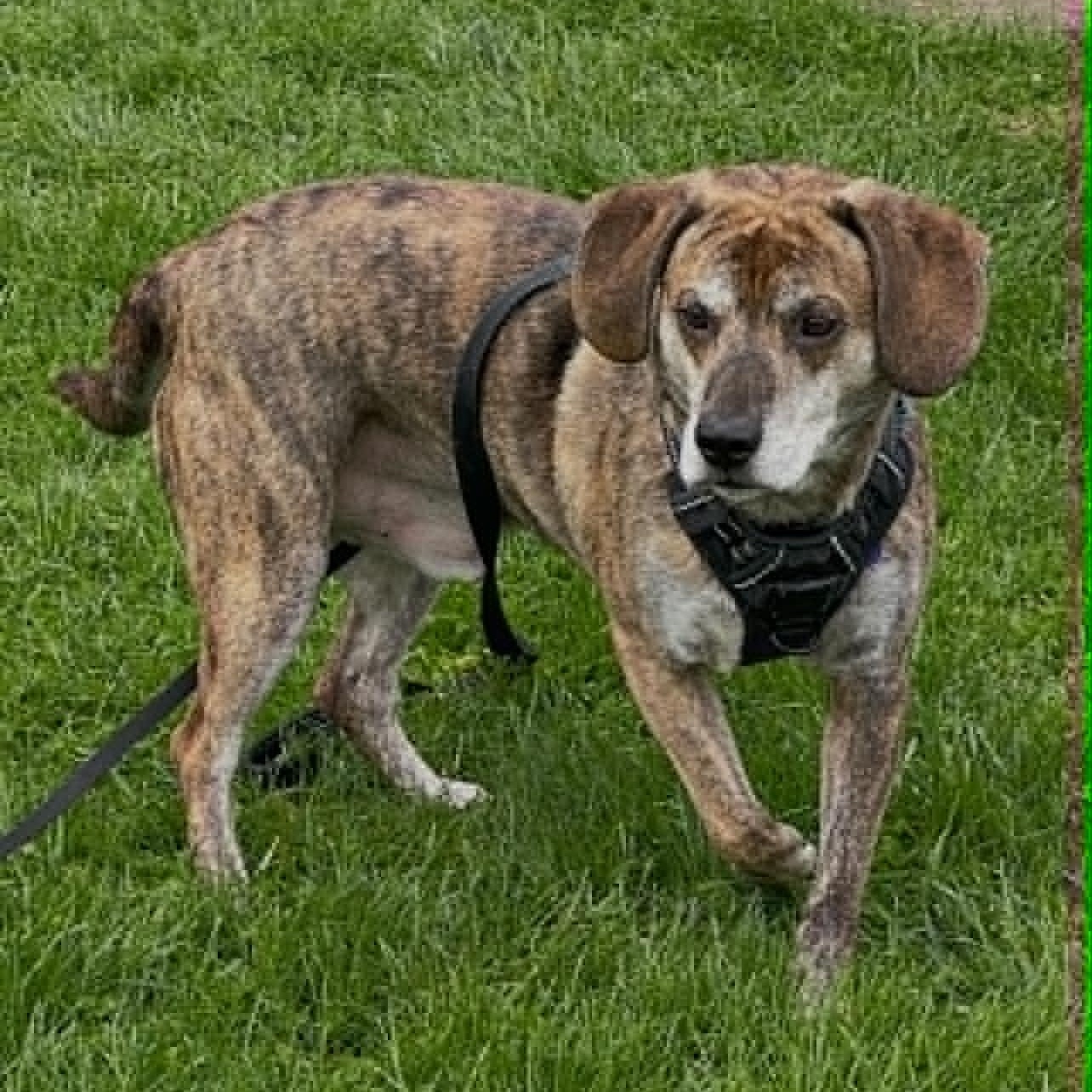 Boomer, an adoptable mixed breed in Chatham, ON image 4/6
