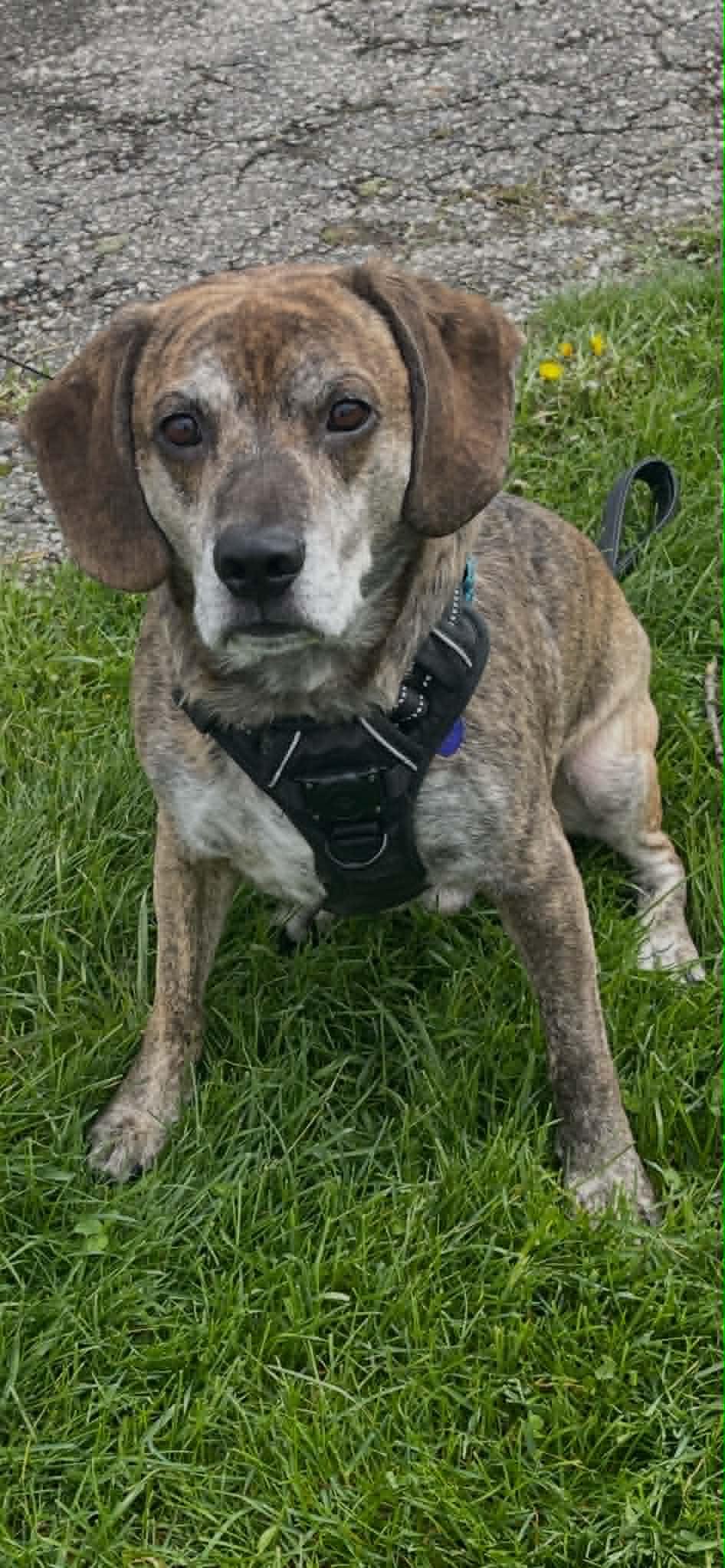 Boomer, an adoptable mixed breed in Chatham, ON image 3/6