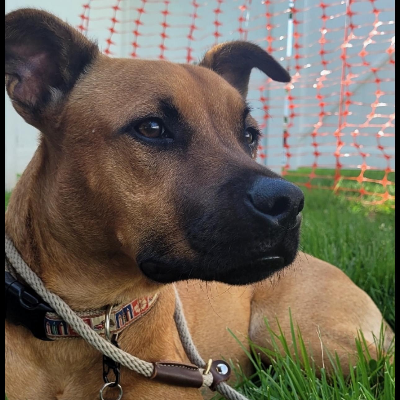 Enlarge Nash, a Adoptable mixed breed in Ridgefield, NJ image 1/6