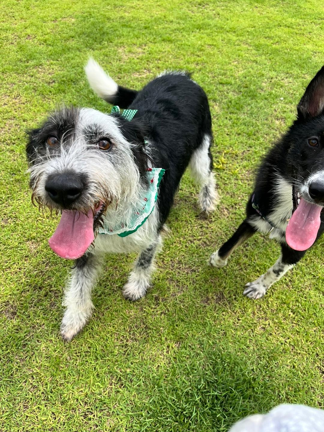 Hirit, a Adoptable mixed breed in San Francisco, CA image 2/6