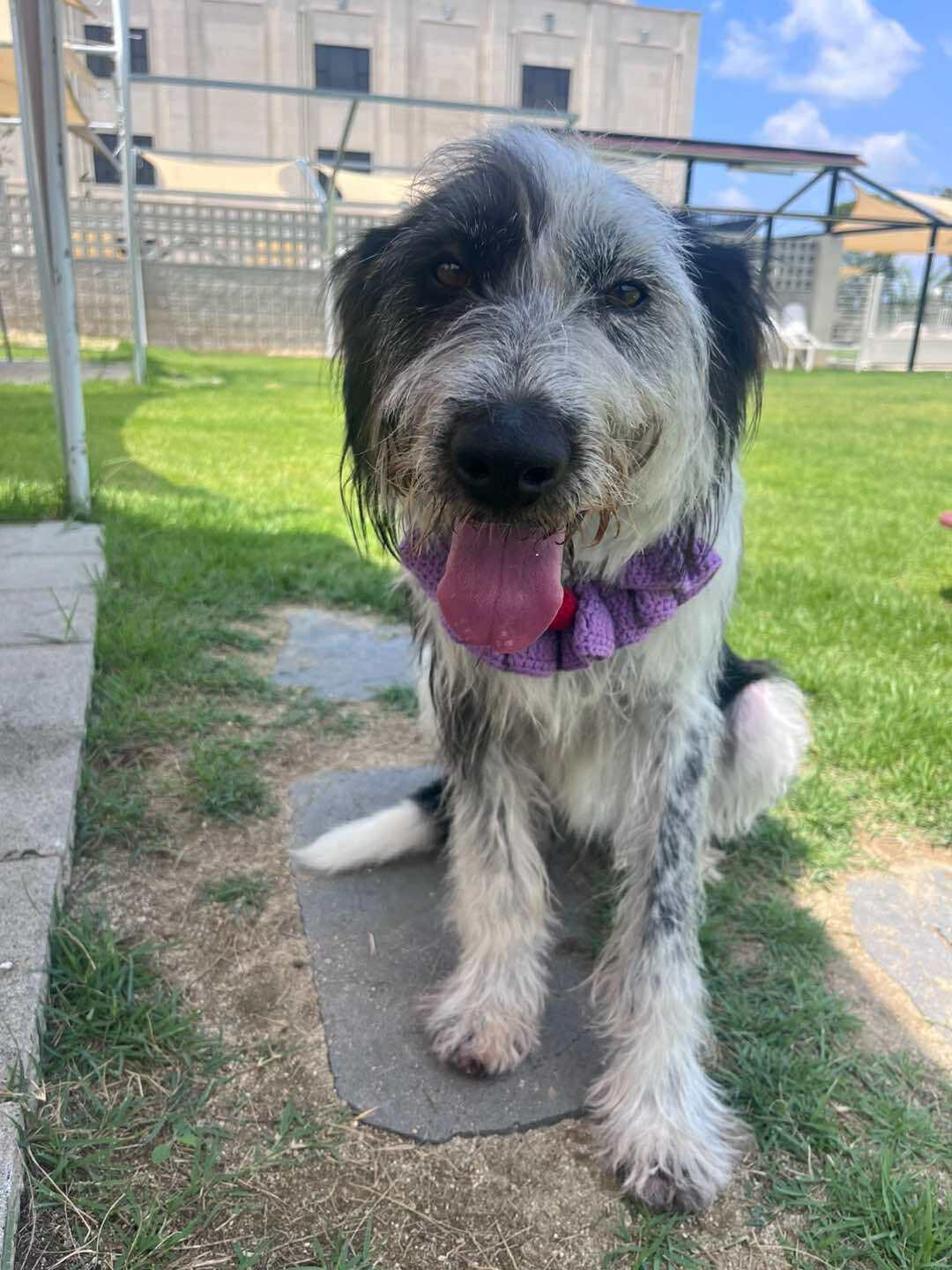 Hirit, a Adoptable mixed breed in San Francisco, CA image 6/6