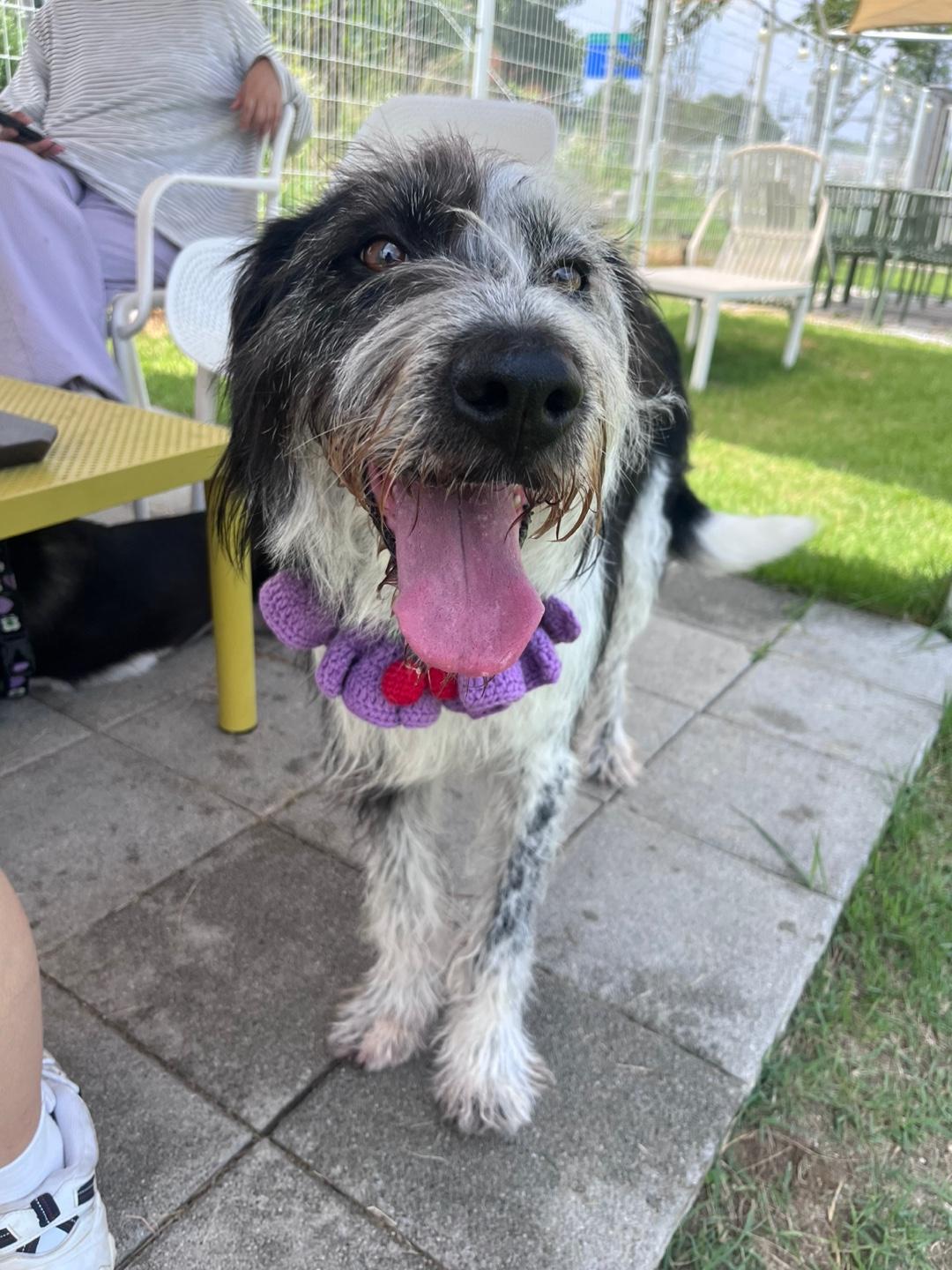 Hirit, a Adoptable mixed breed in San Francisco, CA image 3/6