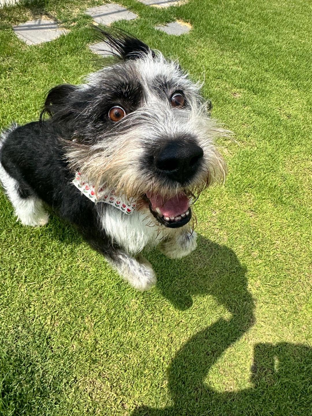 Hirit, a Adoptable mixed breed in San Francisco, CA image 4/6