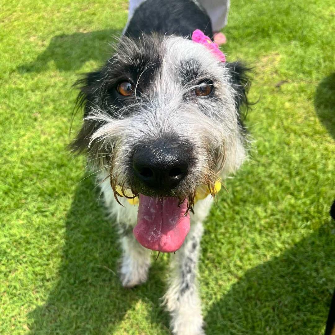 Hirit, Adoptable, Adult Female Terrier & Jindo.