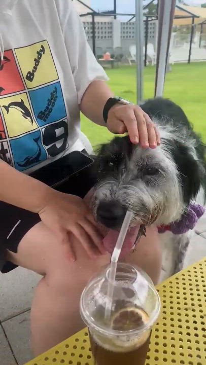 Enlarge Hirit, a Adoptable mixed breed in San Francisco, CA video 5/6