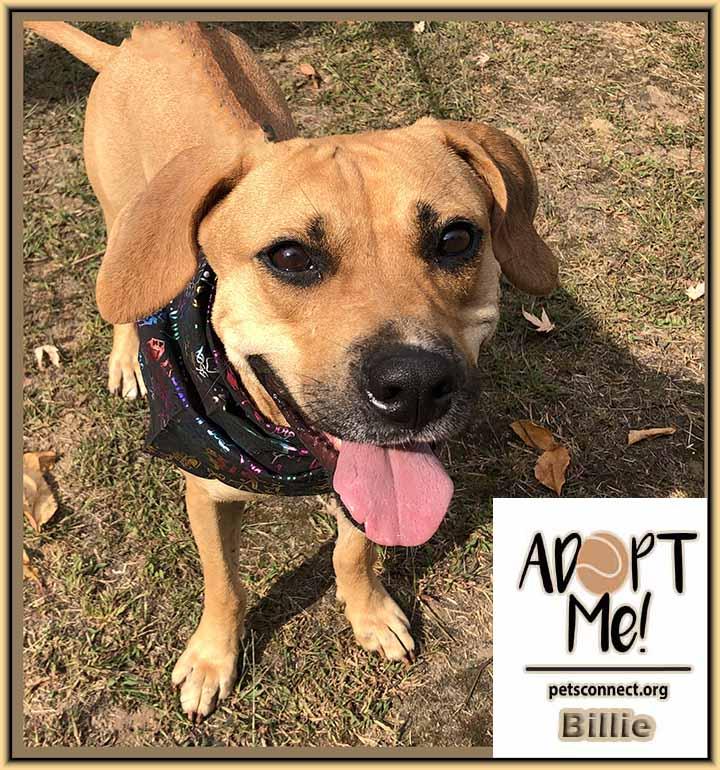 Billie, Adoptable, Young Female Yellow Labrador Retriever.