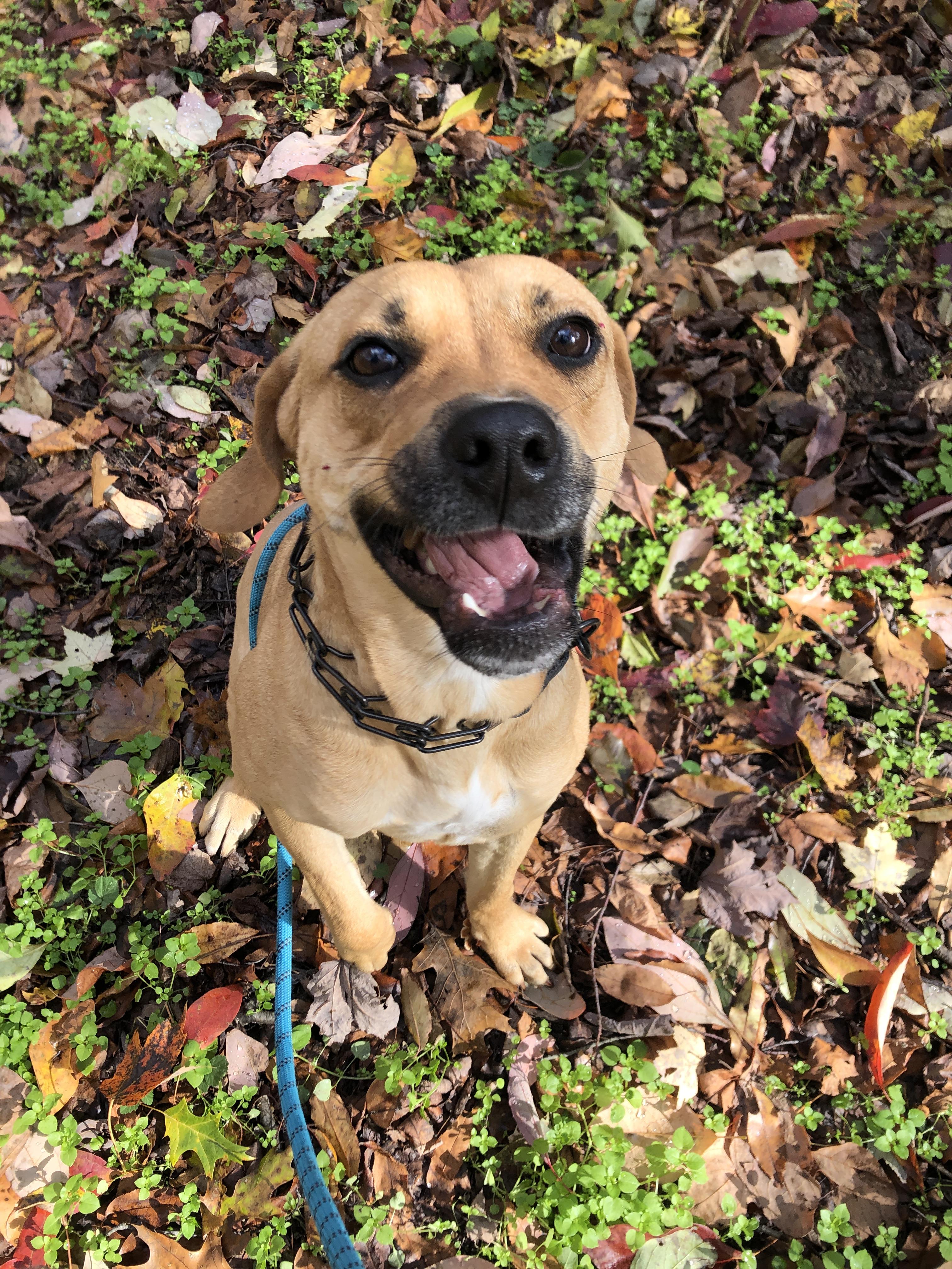 Enlarge Billie, a Adoptable mixed breed in South Bend, IN image 2/6