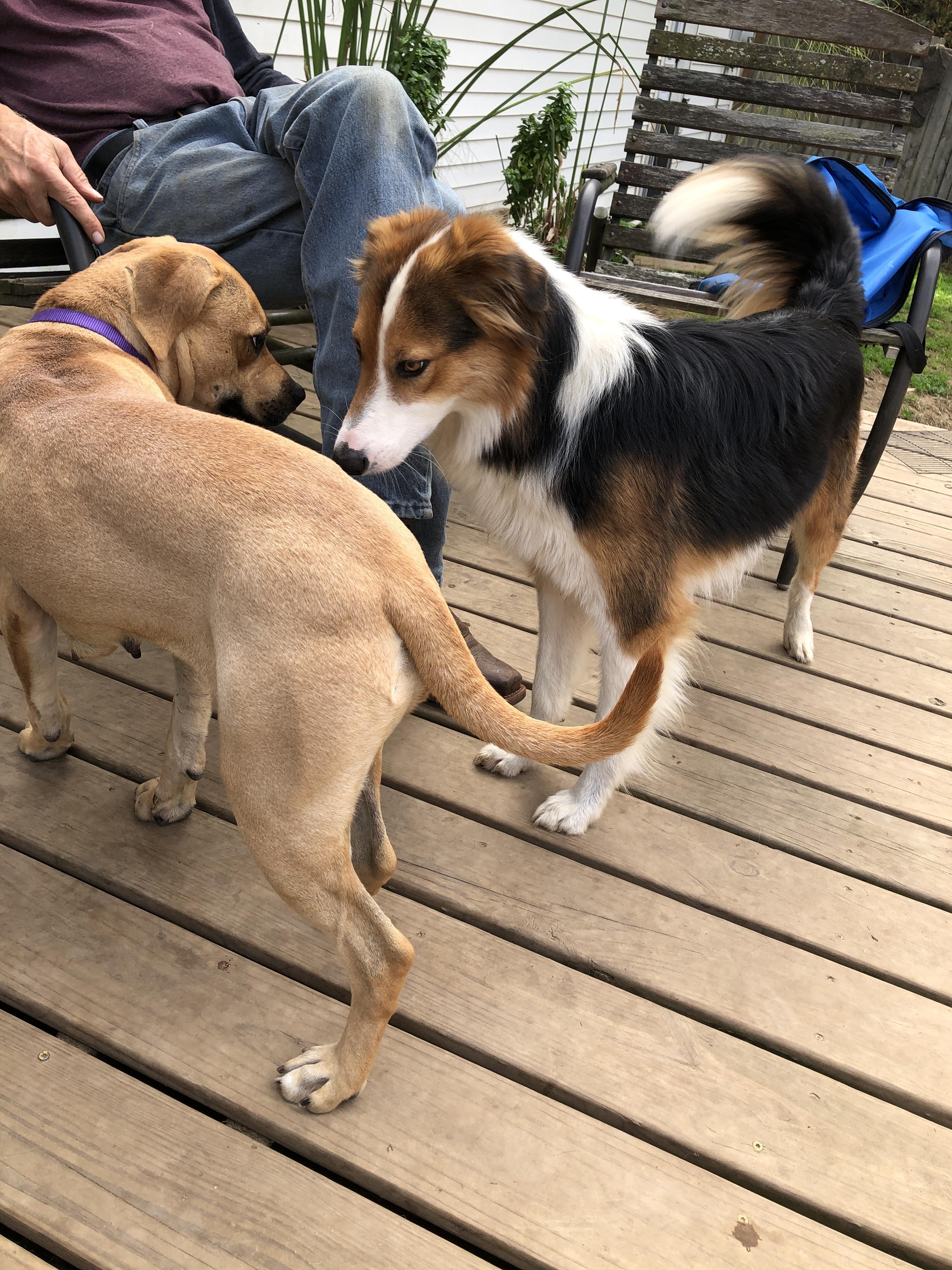 Enlarge Billie, a Adoptable mixed breed in South Bend, IN image 3/6