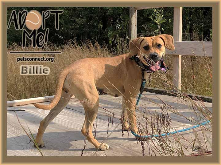 Enlarge Billie, a Adoptable mixed breed in South Bend, IN image 5/6