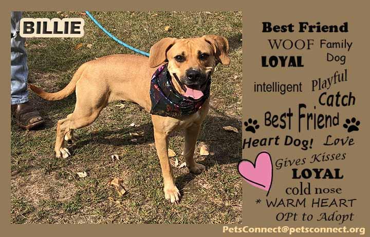 Enlarge Billie, a Adoptable mixed breed in South Bend, IN image 4/6