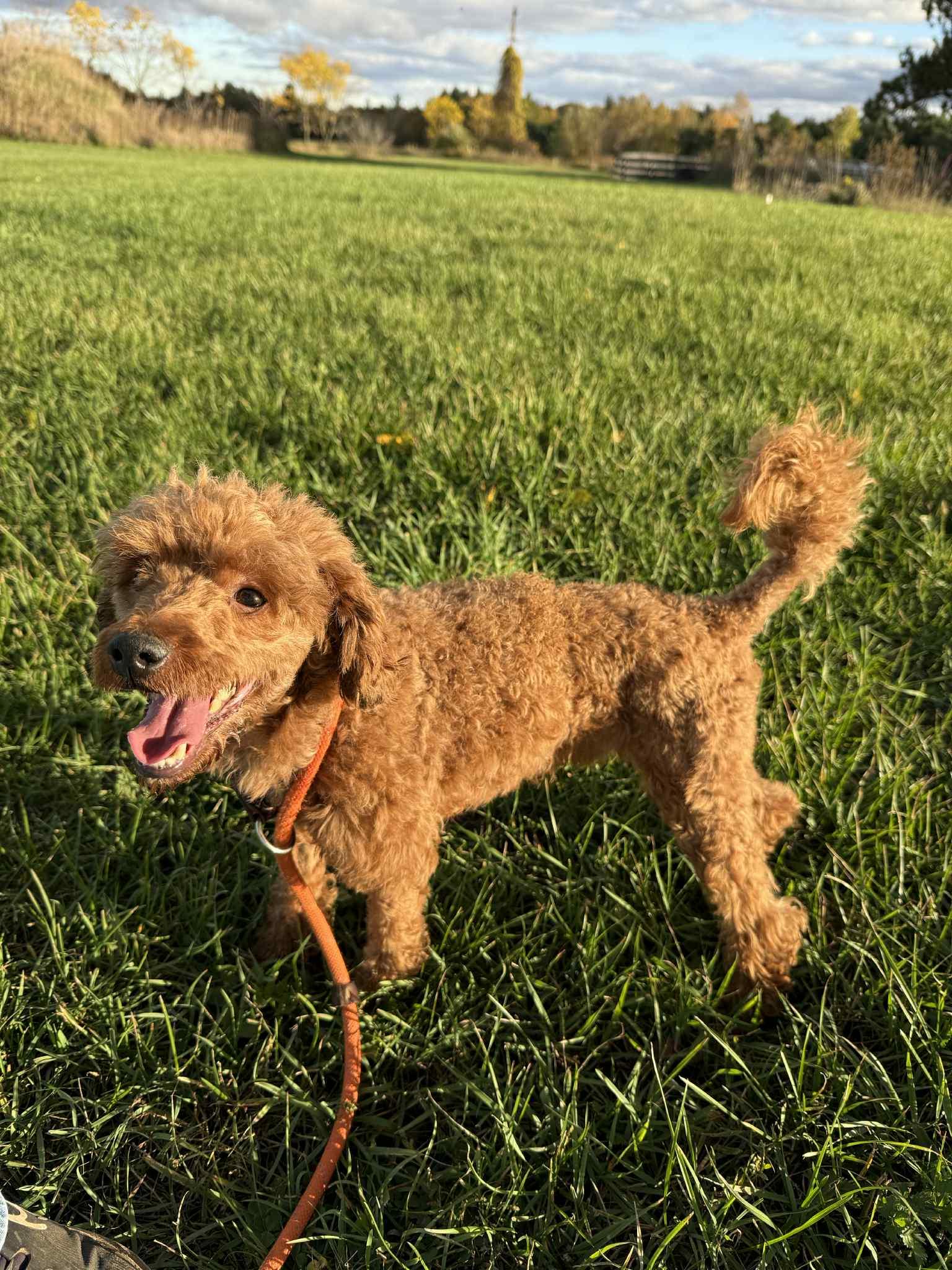 Enlarge Oliver, a Adoptable Poodle (Toy) in Lisle, ON image 1/2