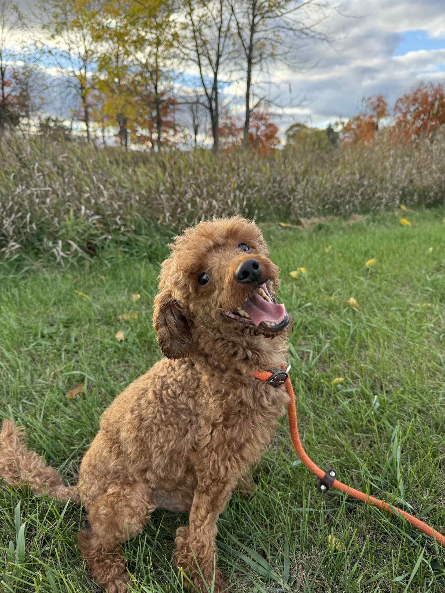 Enlarge Oliver, a Adoptable Poodle (Toy) in Lisle, ON image 2/2