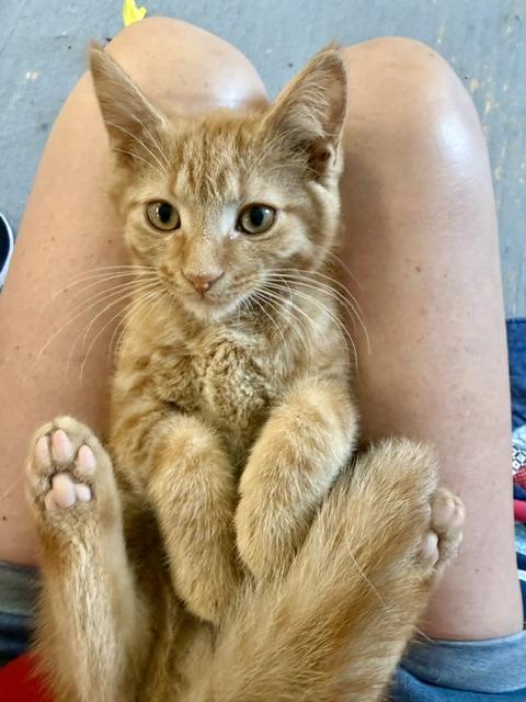 Teddy, an adopted Domestic Short Hair in Johnson City, TN image 3/3