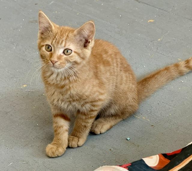 Teddy, adopted, Kitten Male Domestic Short Hair.