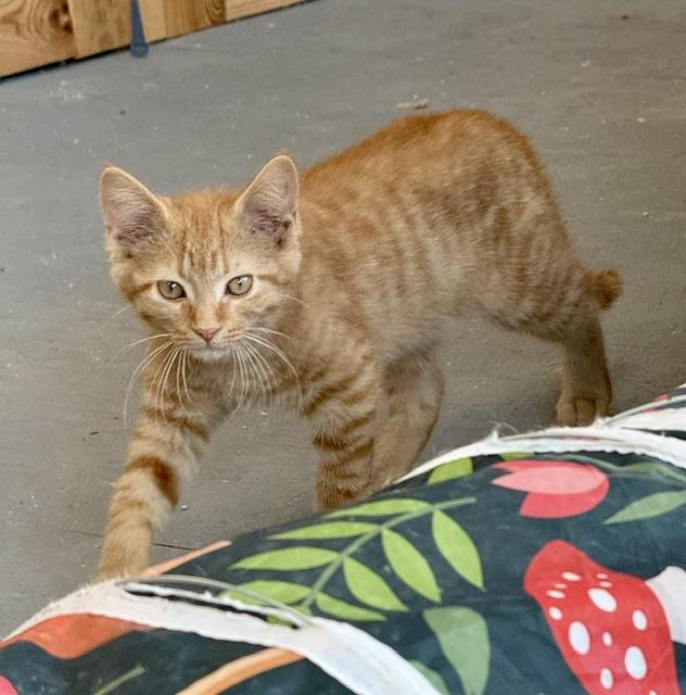 Teddy, an adopted Domestic Short Hair in Johnson City, TN image 2/3