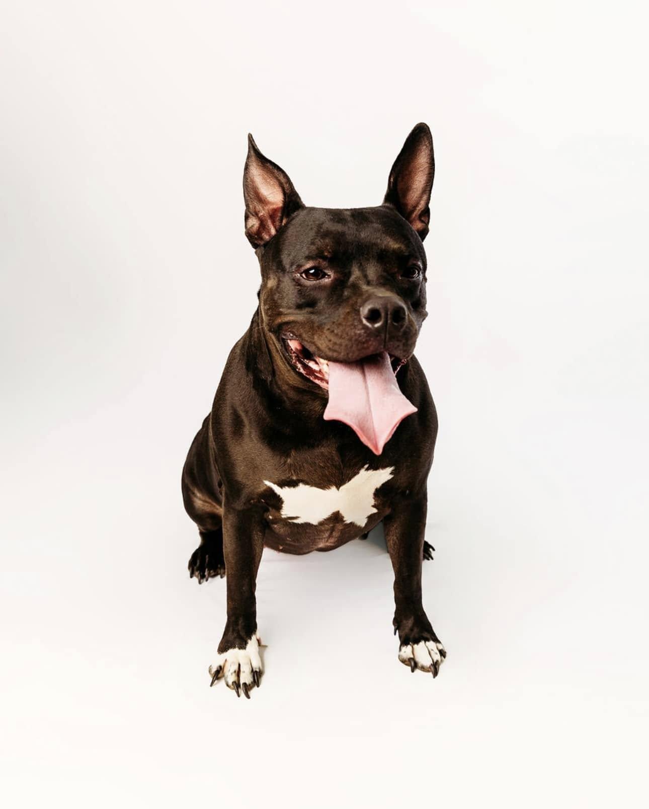 Penny, Adoptable, Adult Female Pit Bull Terrier.