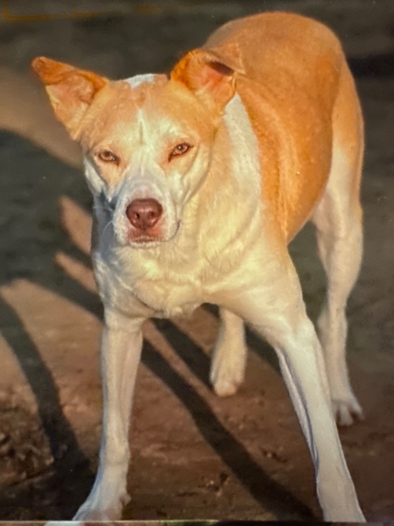 Enlarge DOM, a Adoptable mixed breed in Shawnee, OK image 1/2