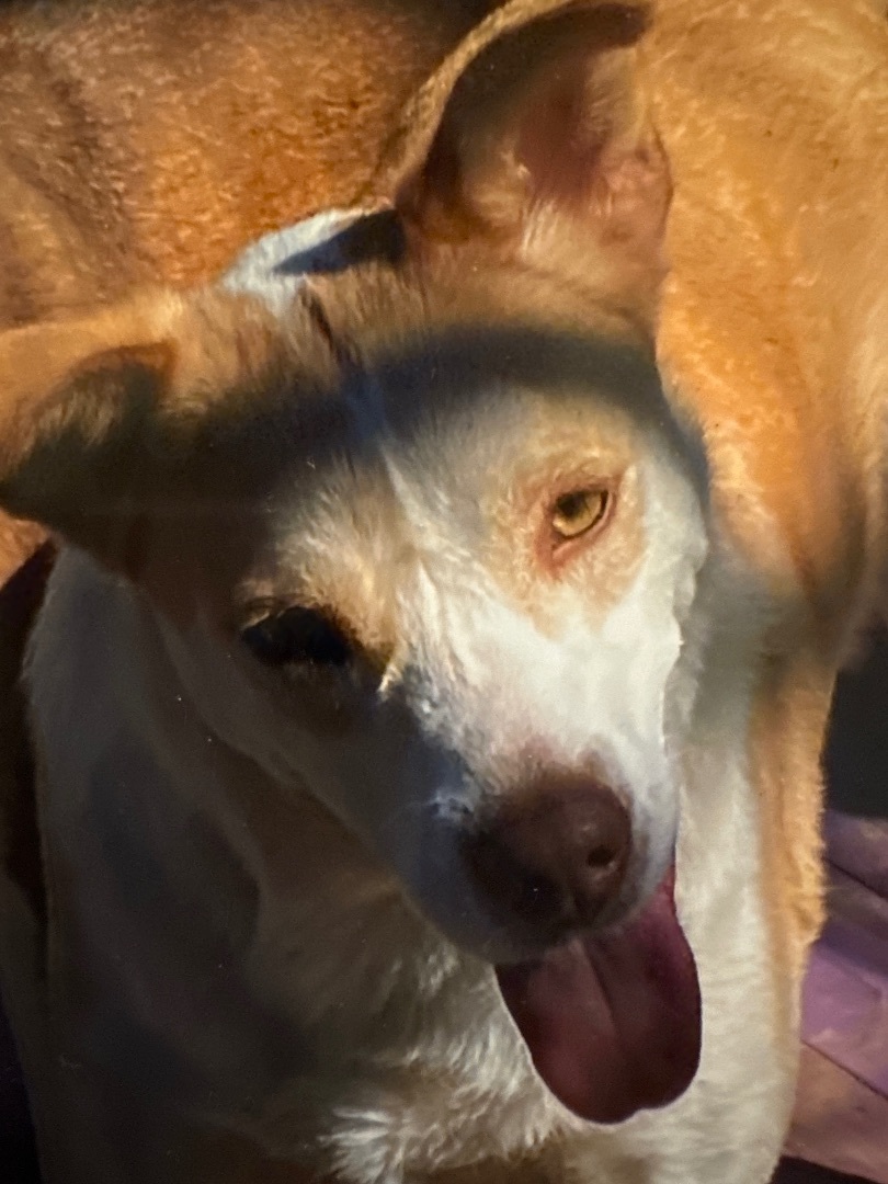 Enlarge DOM, a Adoptable mixed breed in Shawnee, OK image 2/2