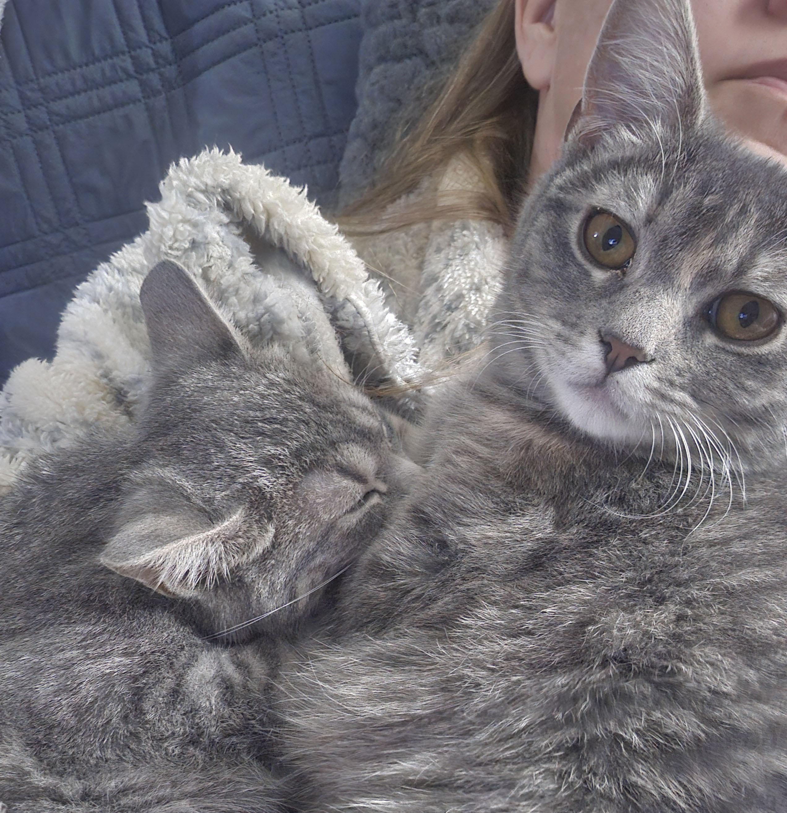 Cider, adopted, Kitten Female Domestic Short Hair.