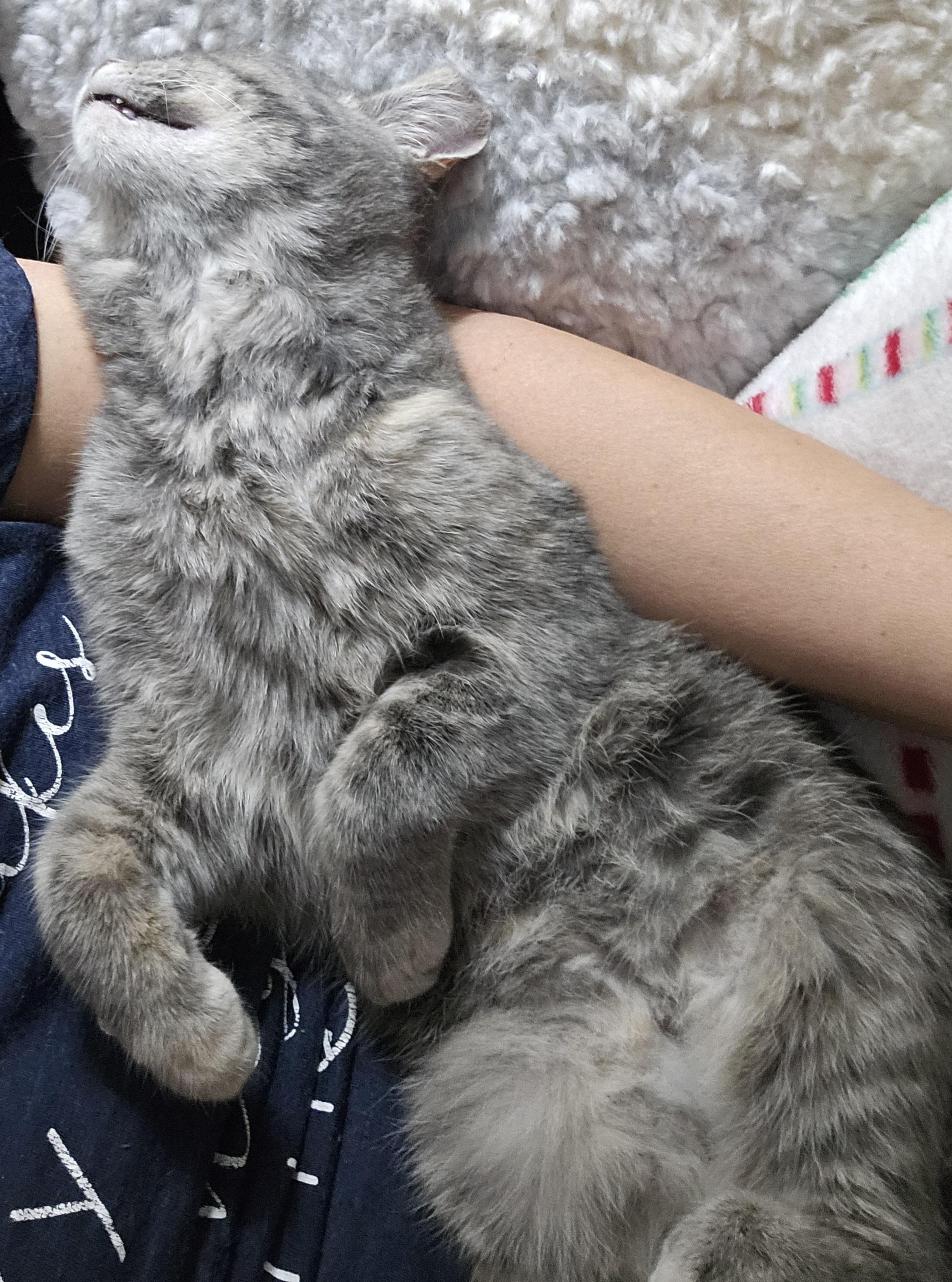 Enlarge Cider, an adopted Domestic Short Hair in Milwaukee, WI image 5/5