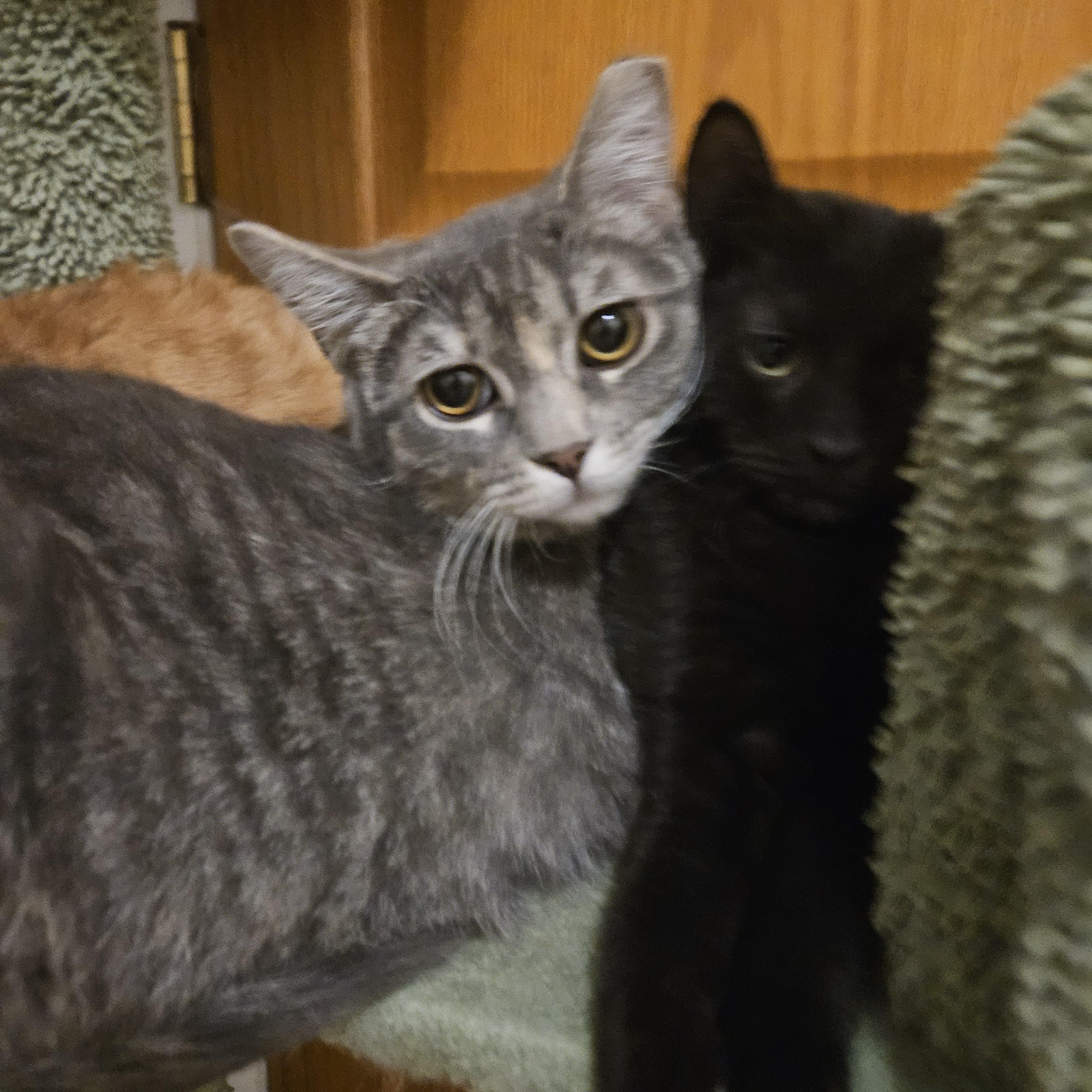 Enlarge Cider, an adopted Domestic Short Hair in Milwaukee, WI image 4/5