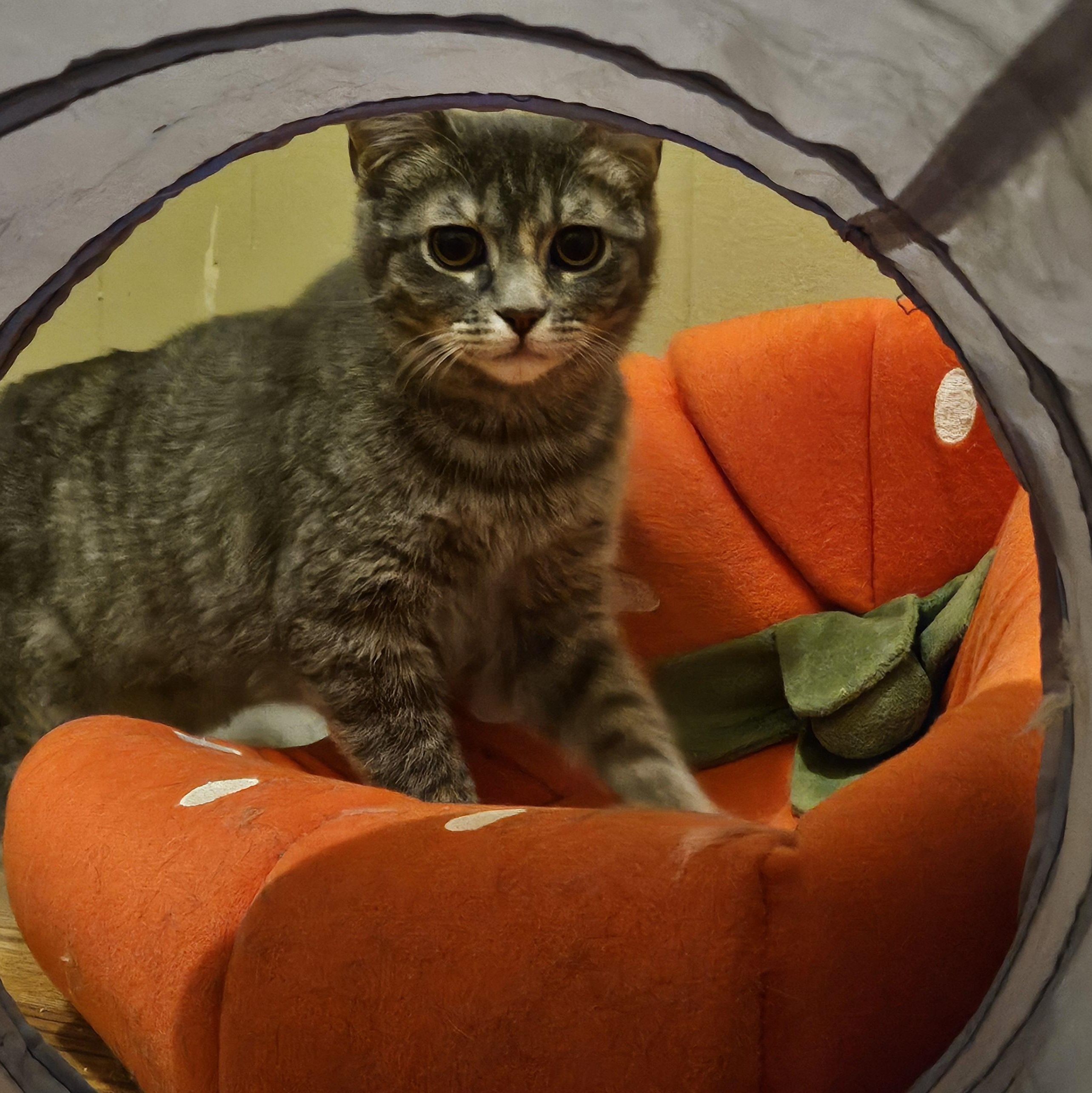 Enlarge Cider, an adopted Domestic Short Hair in Milwaukee, WI image 3/5