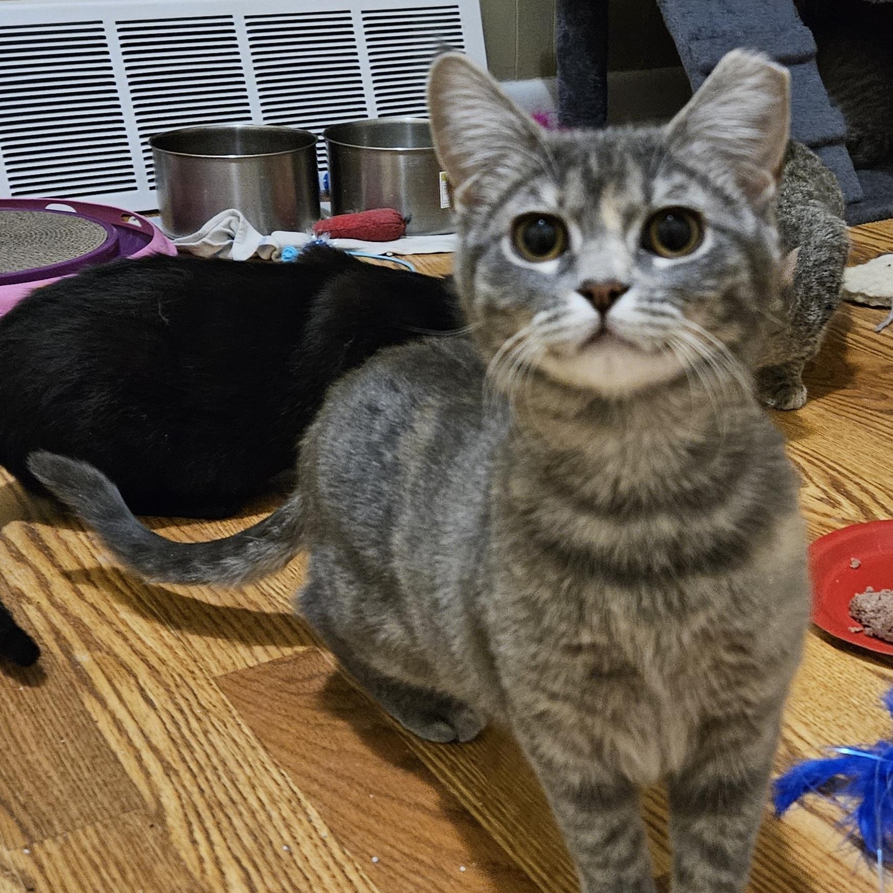 Enlarge Cider, an adopted Domestic Short Hair in Milwaukee, WI image 2/5