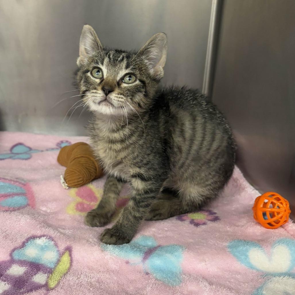 Engine, a Adoptable Domestic Short Hair in Beaumont, TX image 1/3